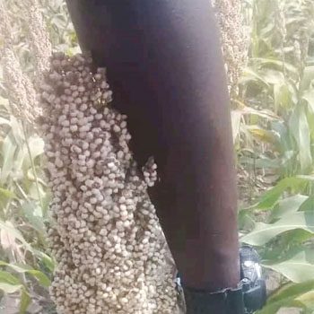 Harvest