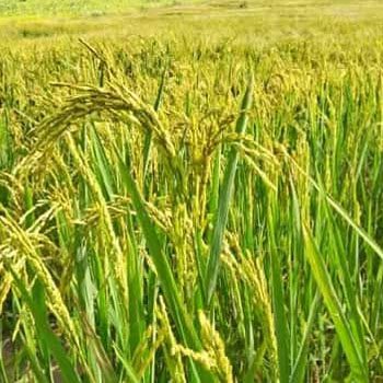 Rice