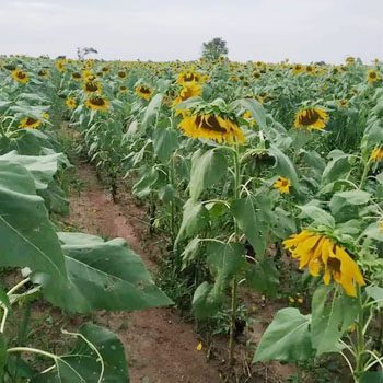 Sun Flower